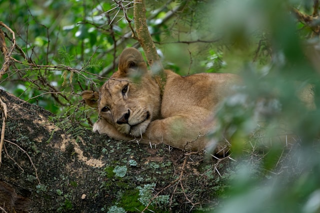 5 Day Tarangire, Manyara & Ngorongoro Safari